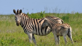 Zebra's in St. Lucia. Photo Credit: David DiGregorio