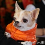 Dogs Of Hong Kong Chiuaua