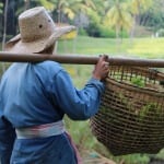 Harvesting the rice fields in Chiang Mai. Credit: Rachelle Lucas