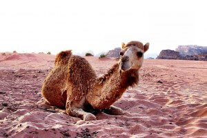 Credit: Matt Long, LandLopers.com