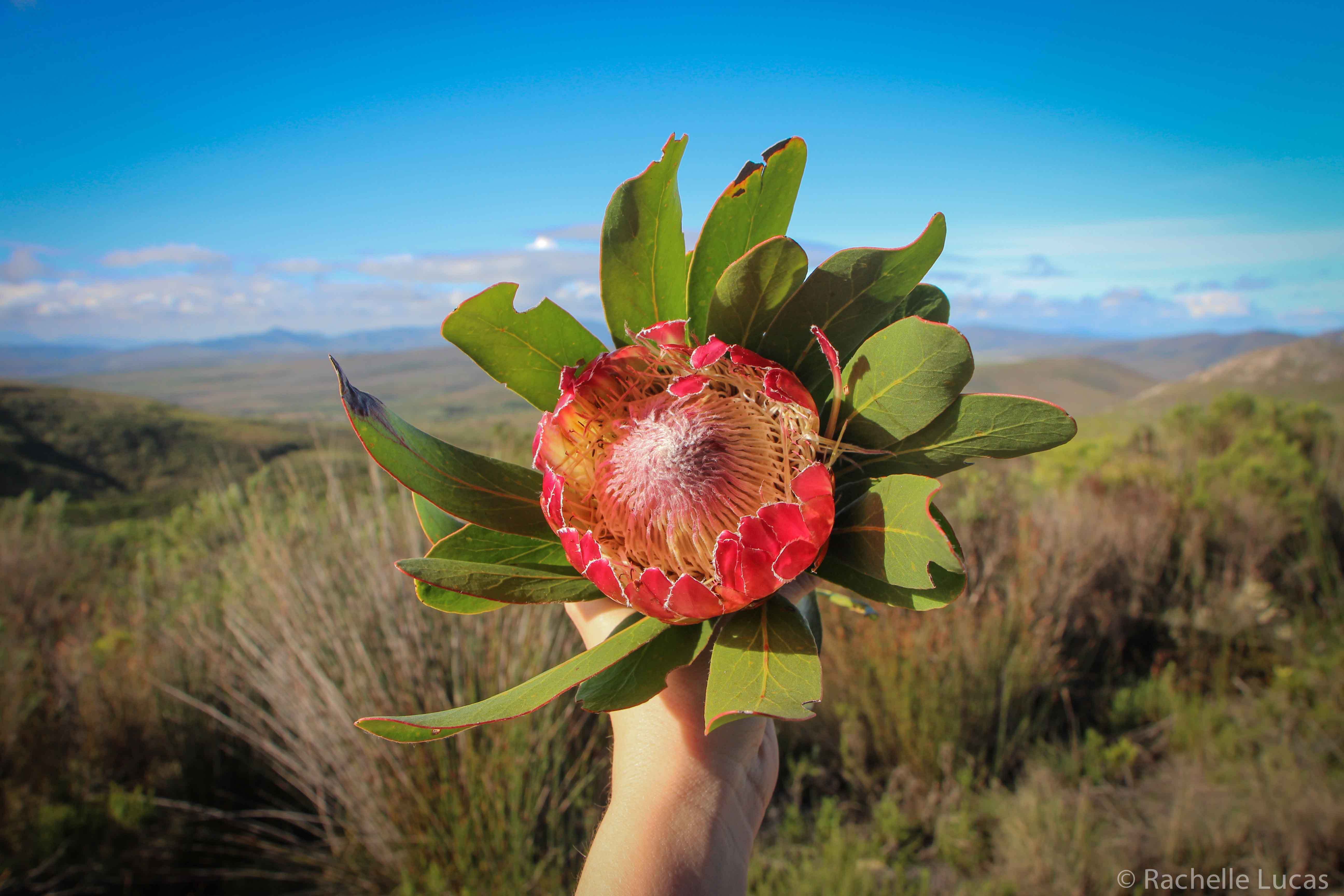 What Plants Are In Southern Africa