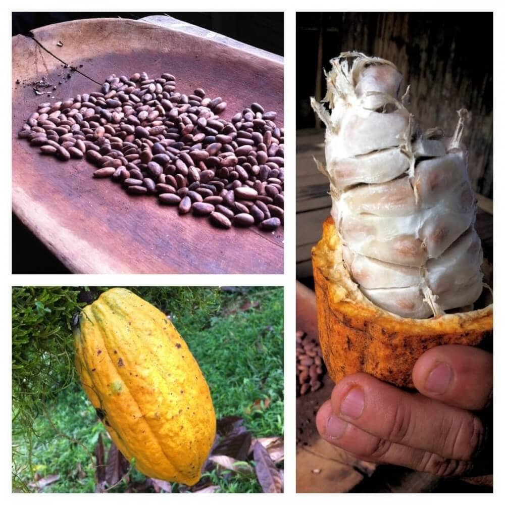 cocoa bean pod, fruit, and roasted beans to make chocolate.