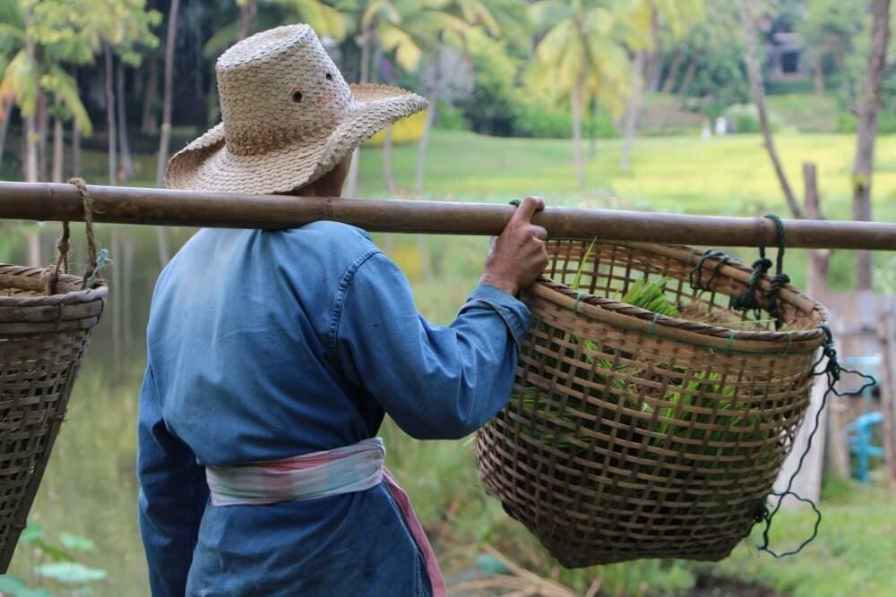 Harvesting the rice fields in Chiang Mai. Credit: Rachelle Lucas