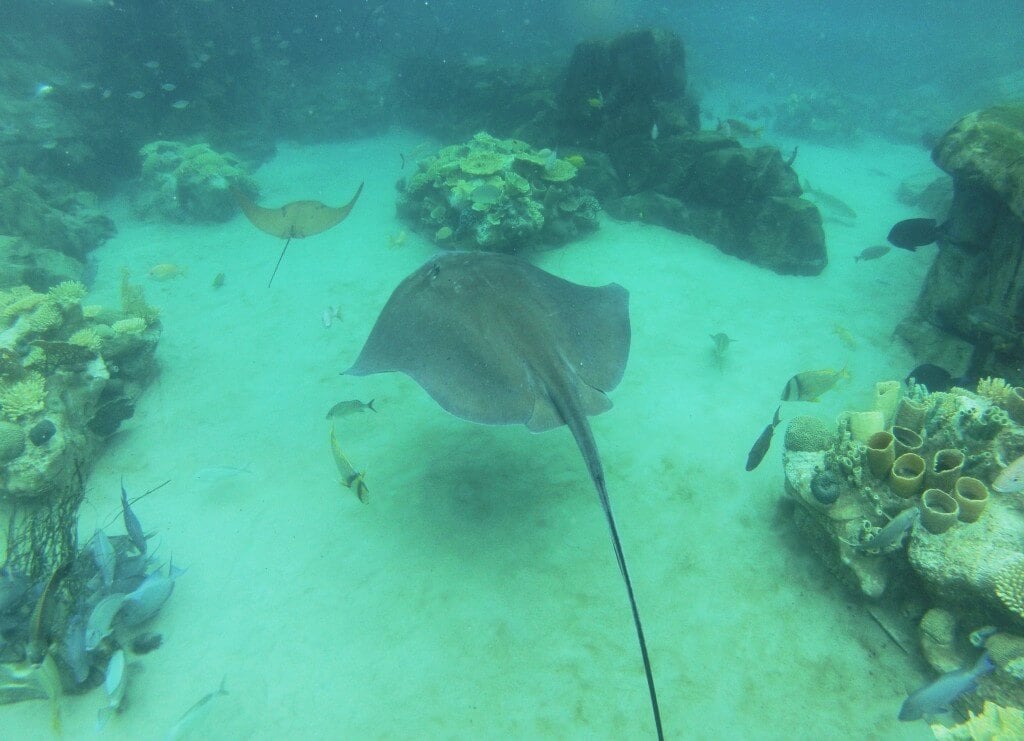 Discovery Cove Snorkel