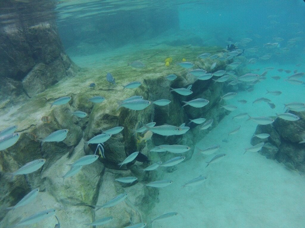 Discovery Cove Lagoon