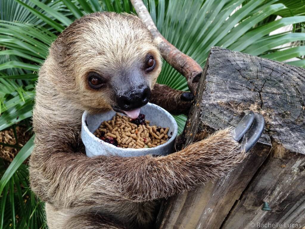 Wild Florida Review -- What It's Like To Be A Zookeeper For A Day