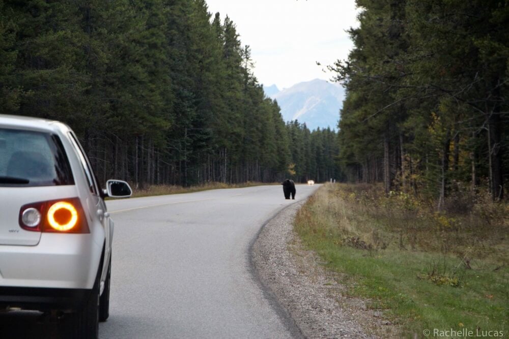 LakeLouise_Alberta_Canada_TheTravelBite-13