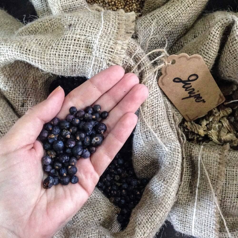 Hand holding juniper berries, the main botanical used in making gin.