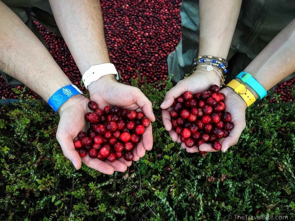 7 Fun Facts About Cranberries - TheTravelBite.com