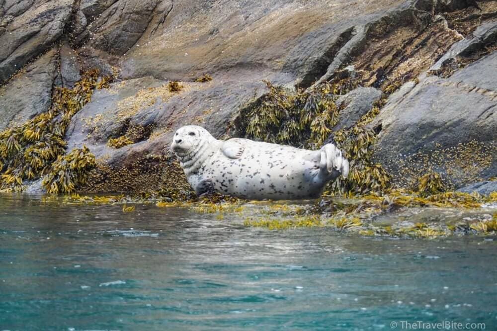 White spotted seal posing along the shore of a fjord near Skagway.