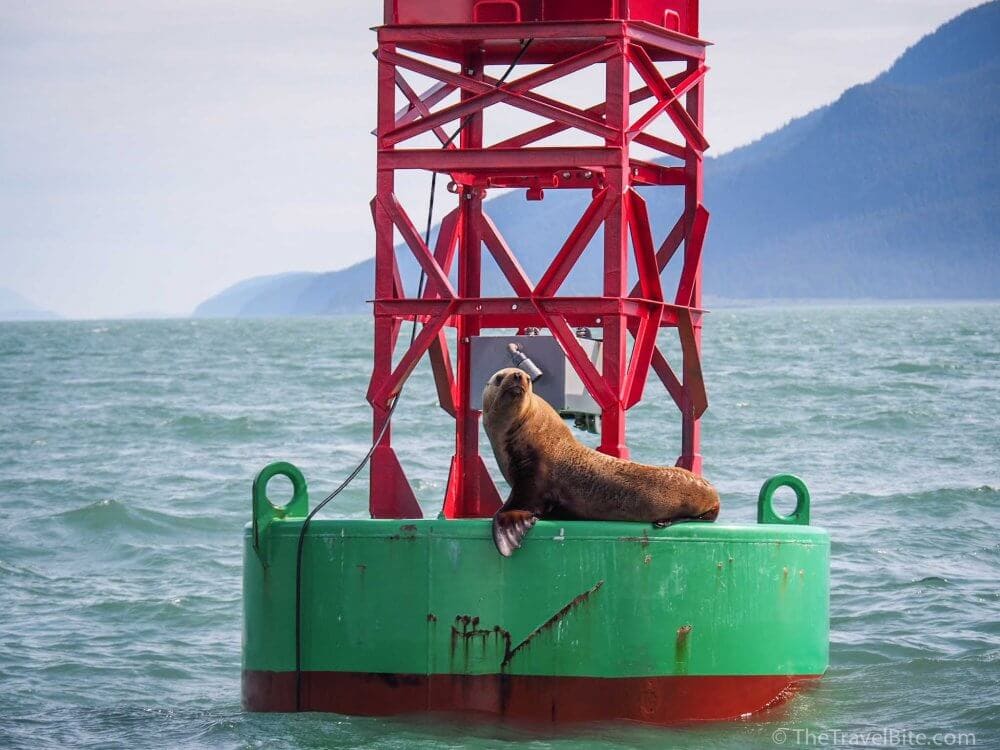 A seal on a green buoy. 