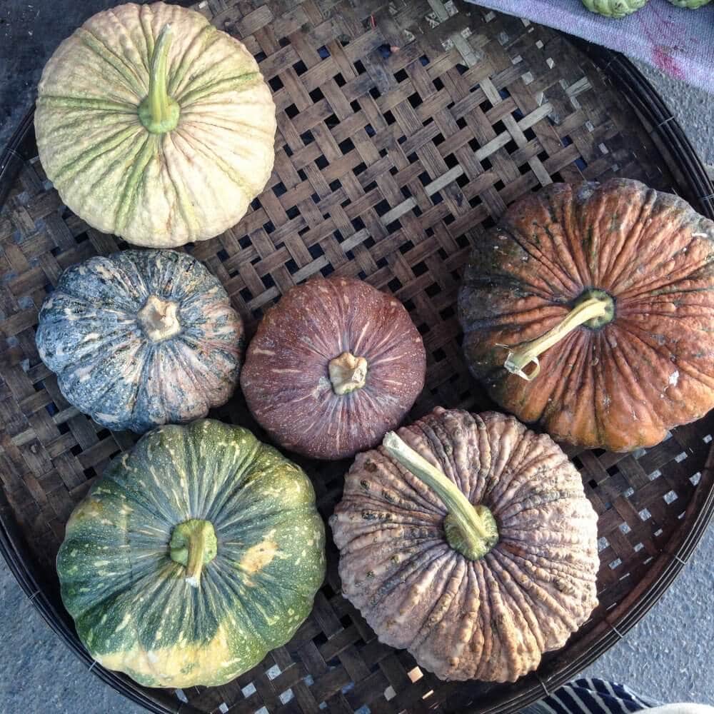 pumpkins in thailand