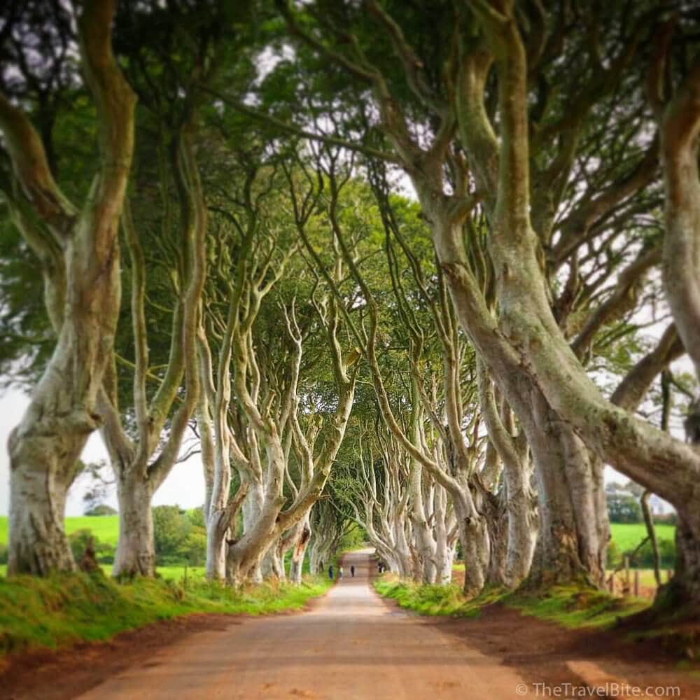 The dark hedges in Ireland - TheTravelBite.com