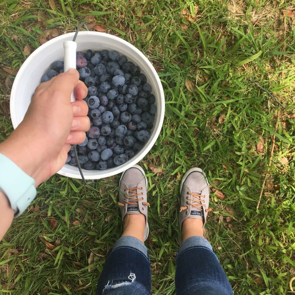 hand holding bucket of blueberries