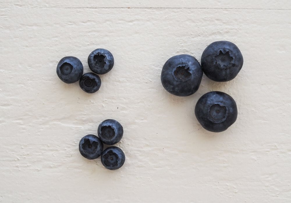 three different sizes of fresh blueberries, small, medium, and large. 