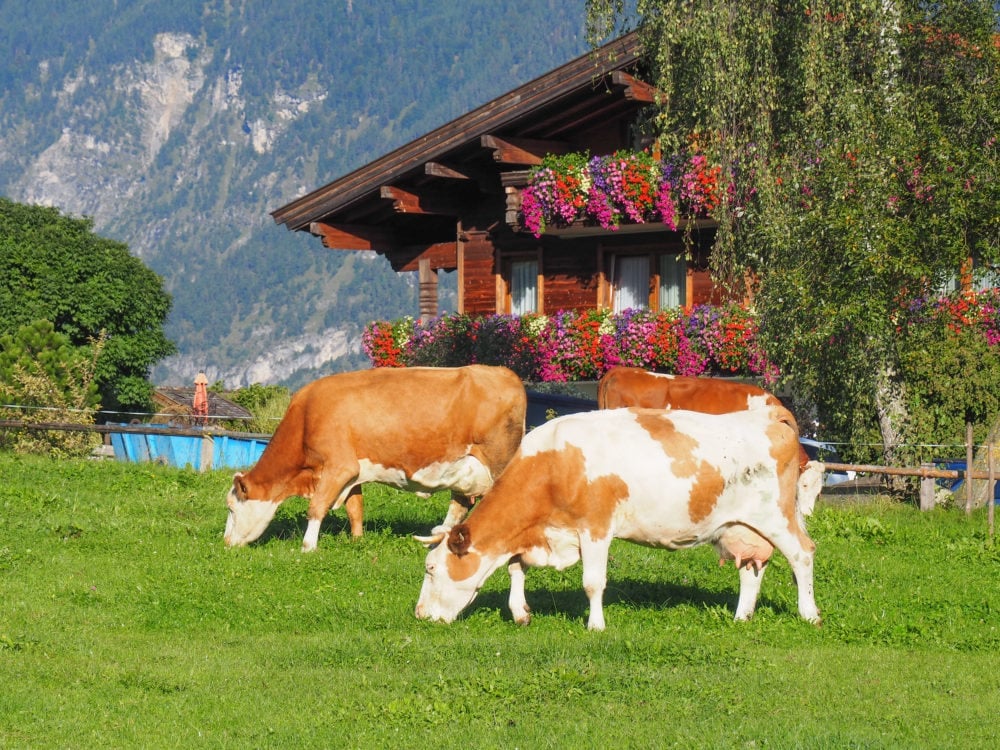 Austrian Alps Farm House Stay In Alpbachtal - TheTravelBite.com