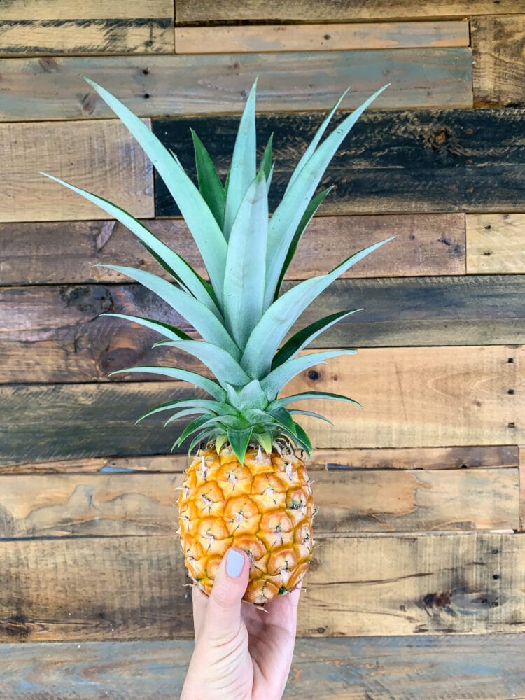 Small homegrown pineapple held up with wood background.