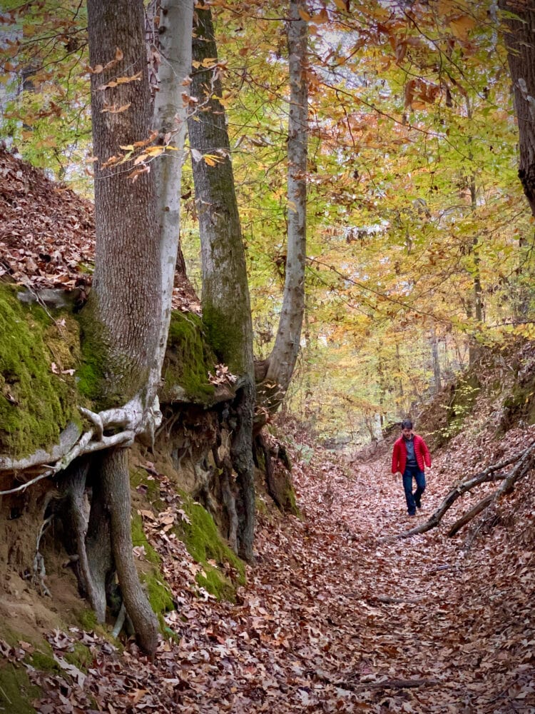 Pete wearing a red jacket walking in the Sunken Trace along the Natchez Trace Parkway. He's surrounded by moss covered roots and tall trees with fall foliage.