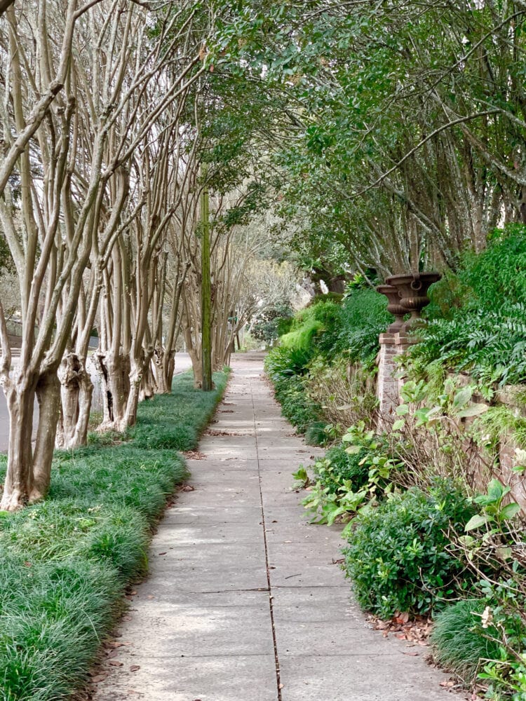 A treeline sidewalk in Natchez surrounded by lush green plants.