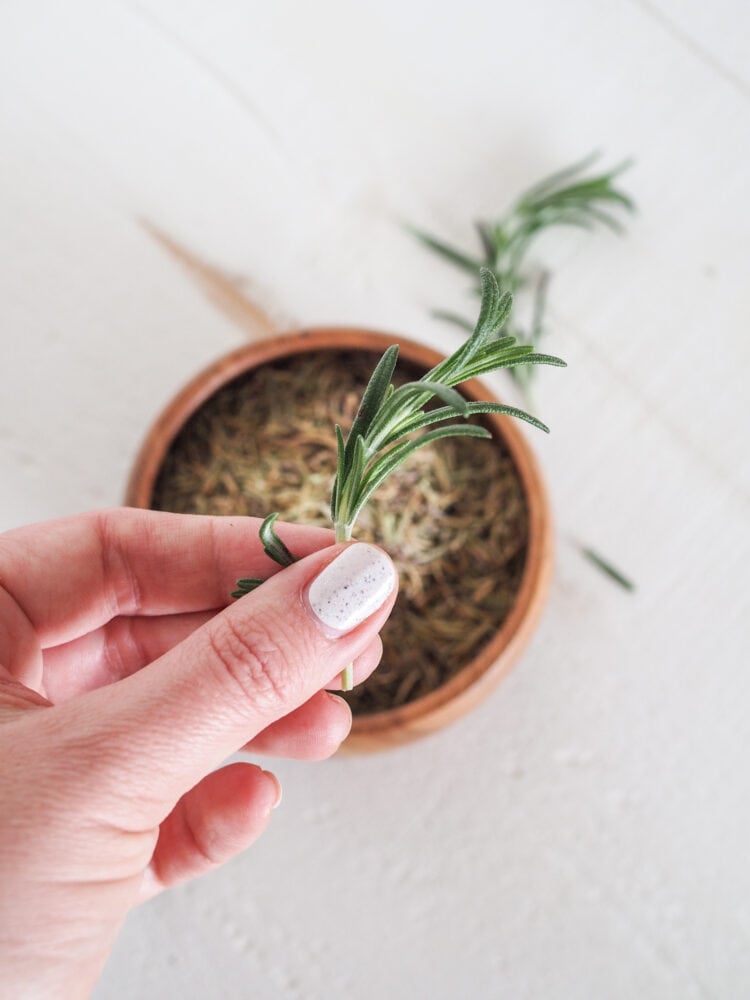 Holding a spring of green rosemary over a bowl of dried rosemary.
