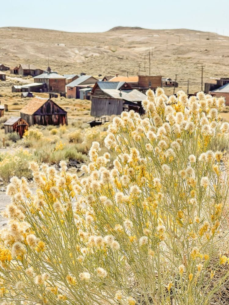 Desert landscape showing yellow wildflowers and several historic Bodie buildings in the background.