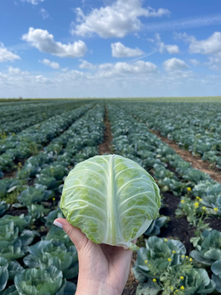 Head of cabbage held up in a cabbage field.