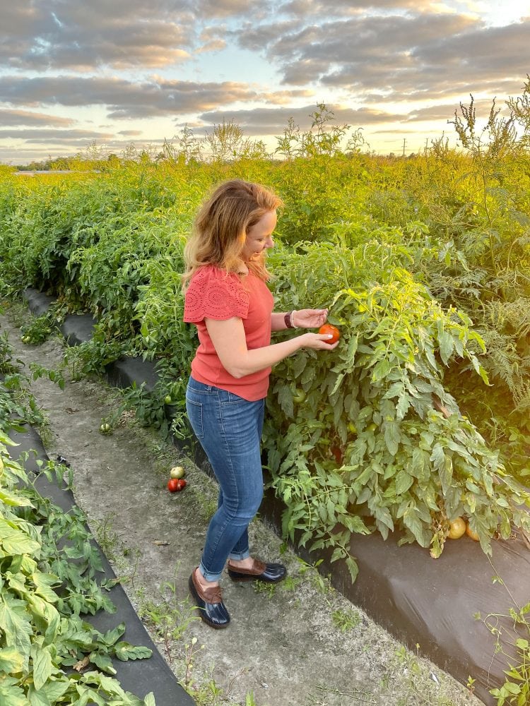 Rachelle in a field picking a tomato.