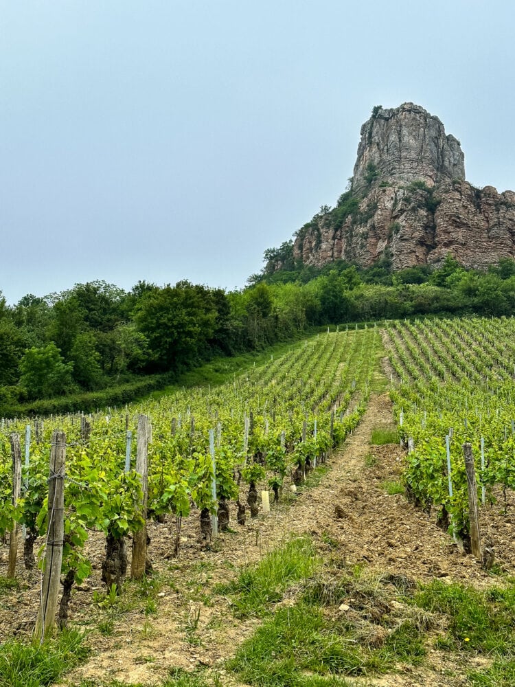 Vineyards below the Roche de Solutre (Rock of Solutre)