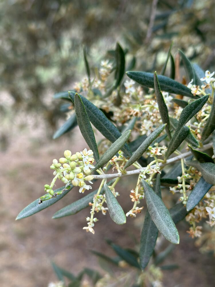 Olive tree buds