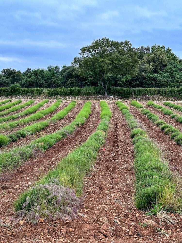 Green lavender fields almost ready to bloom.