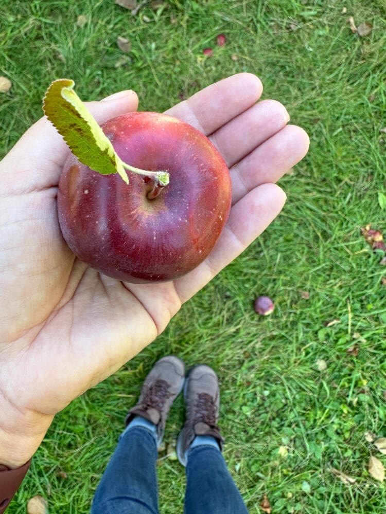 Looking down at apple in palm and hikng boots