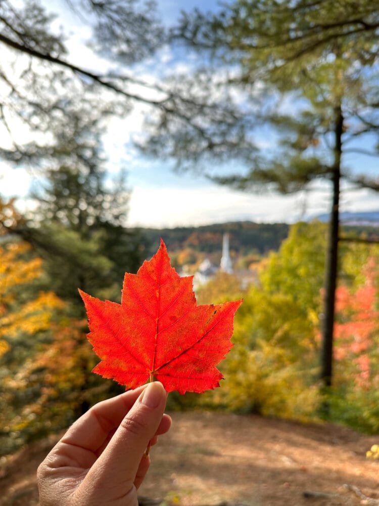 Red maple leaf 