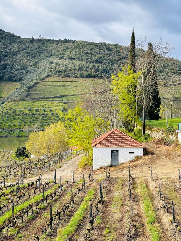 Inside the vineyards of Quinta bonfim