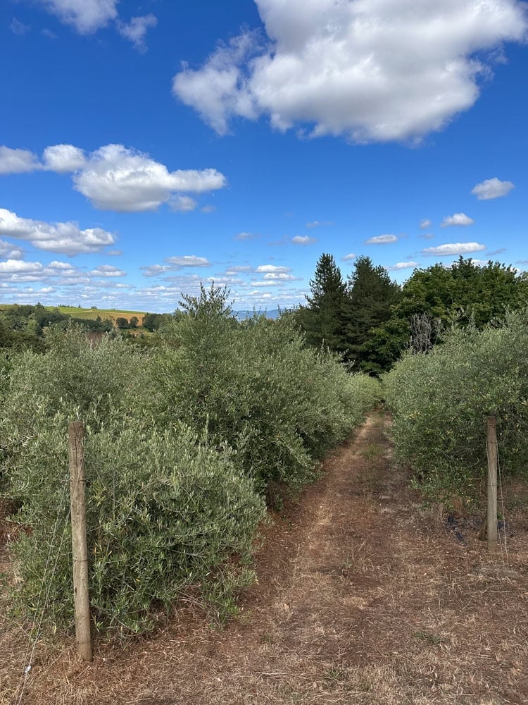 olive trees