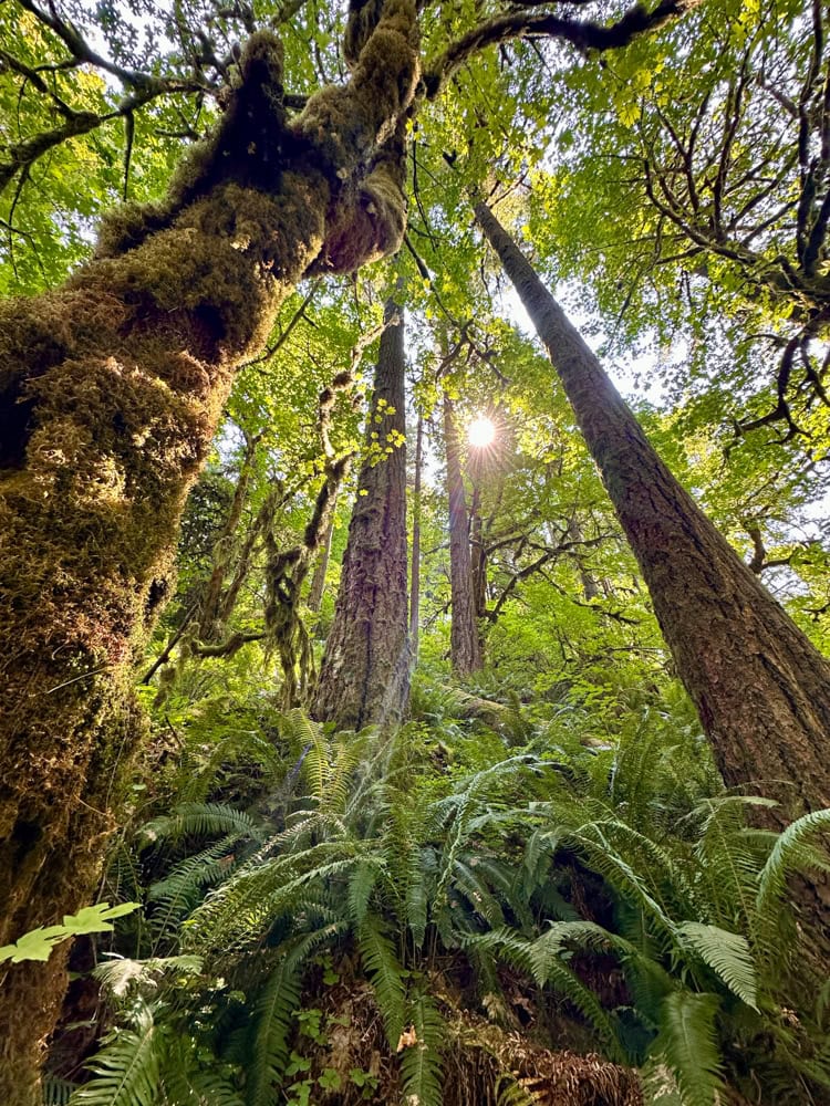 sunlight through trees