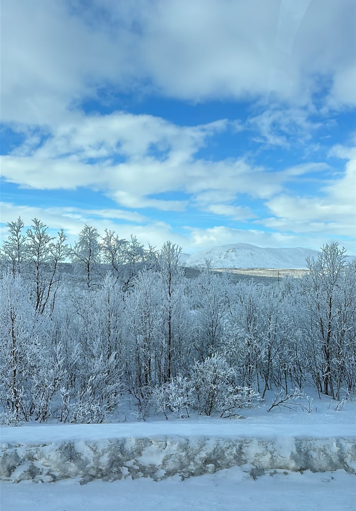 White snowy landscape and snow coated trees with a blue sky in the background