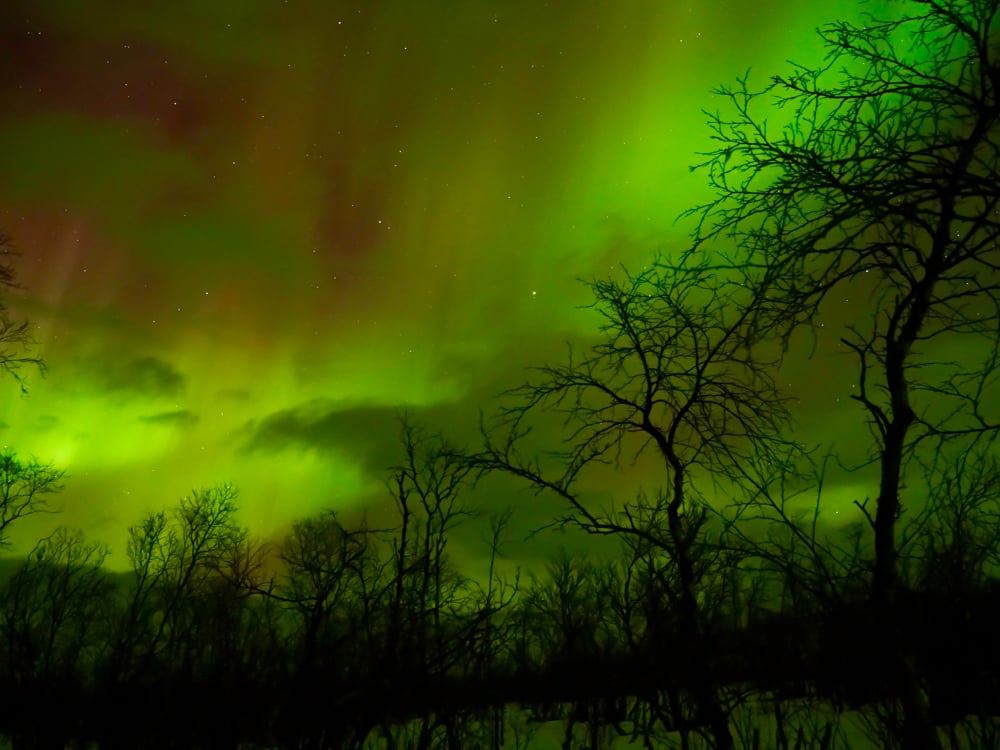 green and red aurora over a winter forest. The trees are bare giving it an eerie glow
