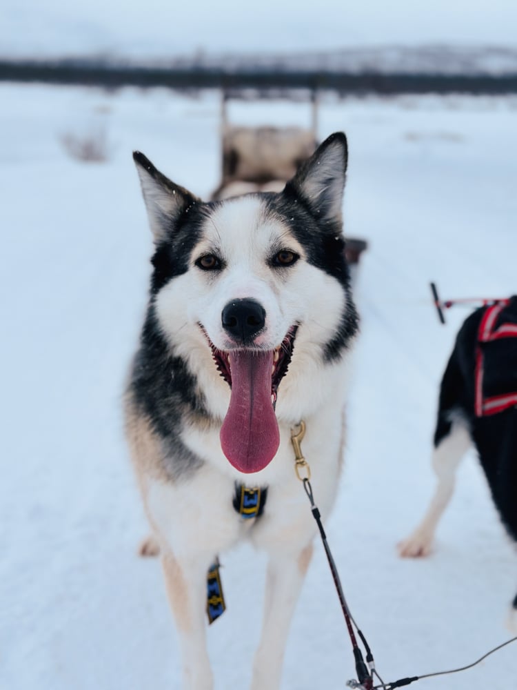 Husky with his tongue hanging out of his mouth in a smile