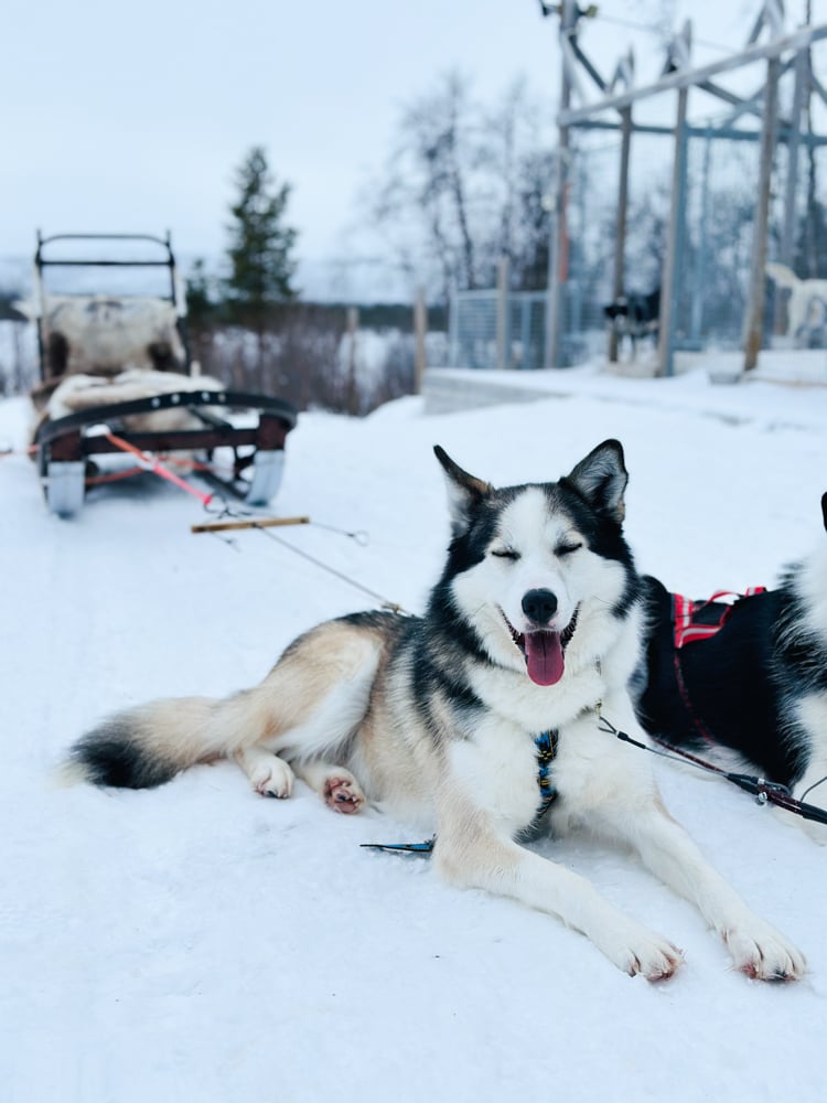A cute husky taking a rest with a dog sled behind him. He looks like he is smiling.