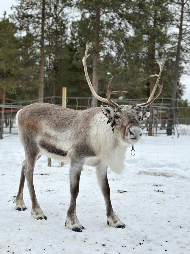 Reindeer in the snow