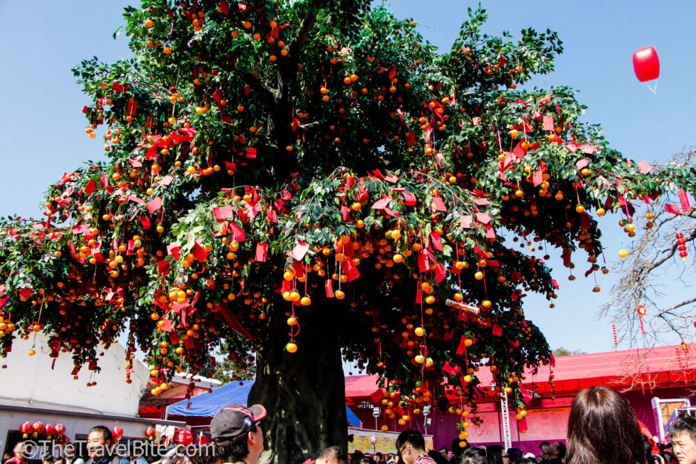 the Lam Tseuen Wishing Tree covered in Mandarin oranges and red papers with wishes