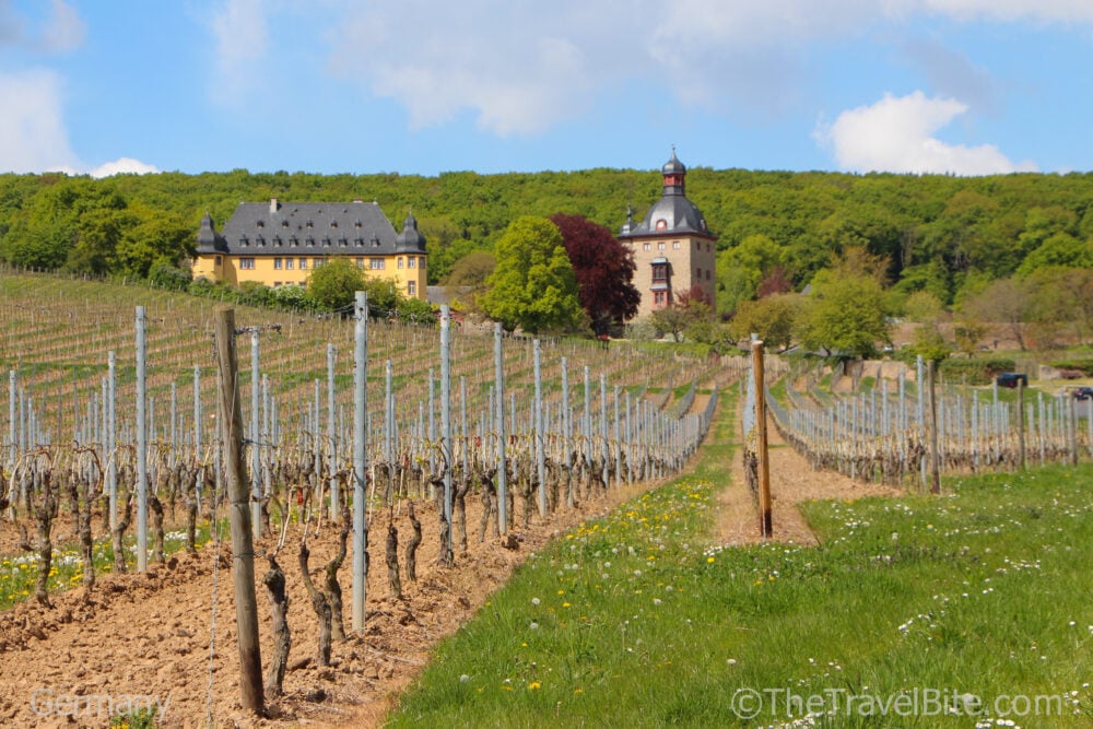 Bare Vines overlooking a castle in Rheingau Wine Region