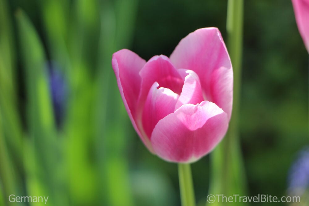 pink tulip