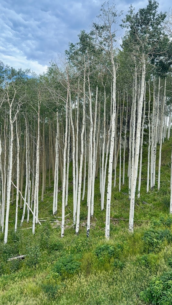 Aspen Grove seen from the chairlift