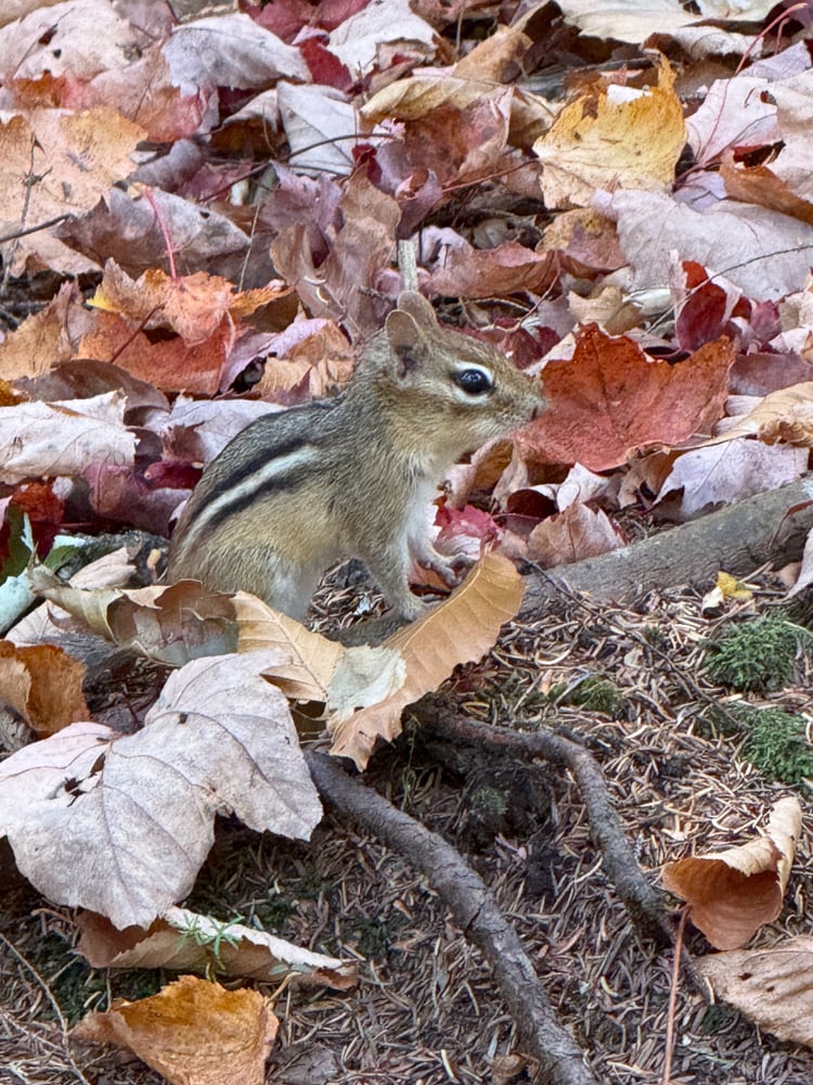 a chipmunk