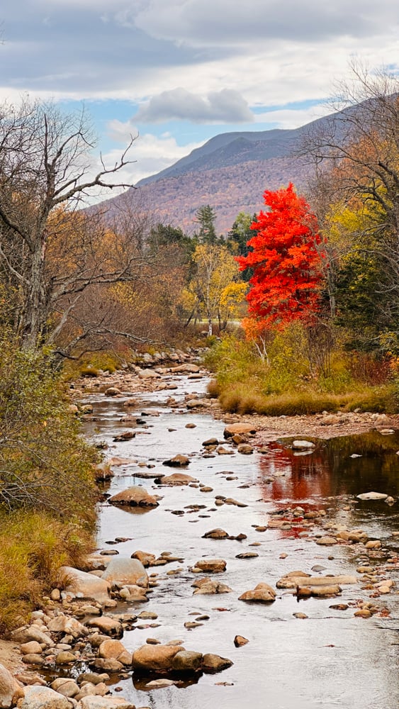 a river running behind the Omni Mount Washington with a fiery red fall foliage tree