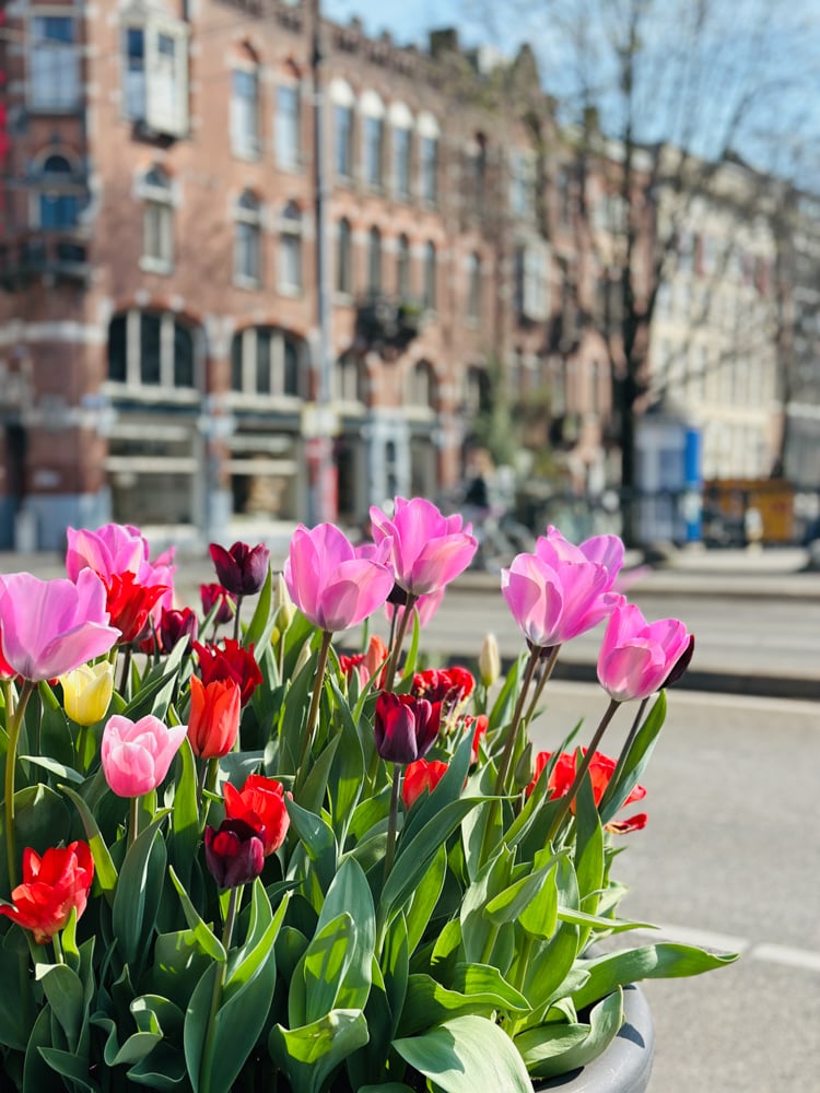 Tulips for sale outside a flower shop in Amsterdam