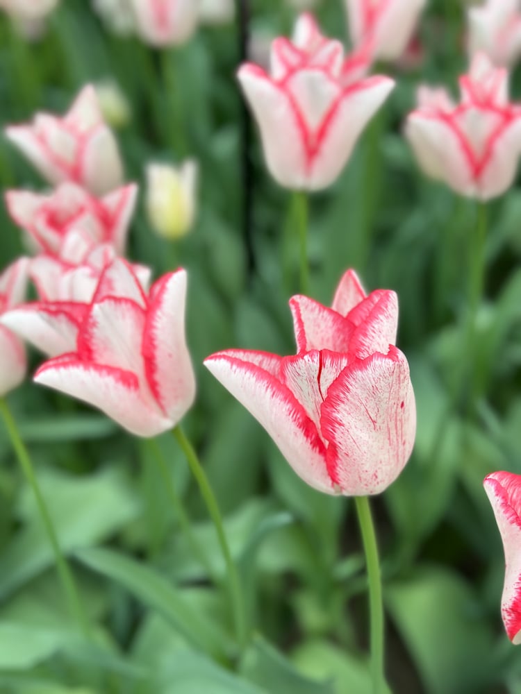 Colorful tulip beds at Keukenhof Gardens on the Viking Tulips and Windmills river cruise