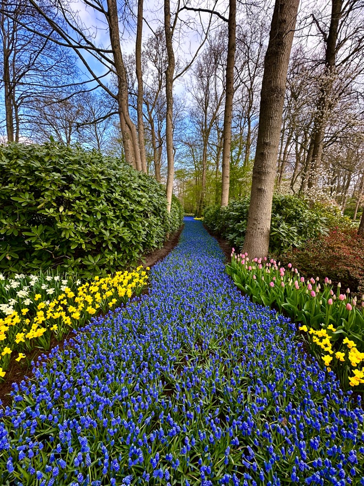 Spring blooms in the Netherlands