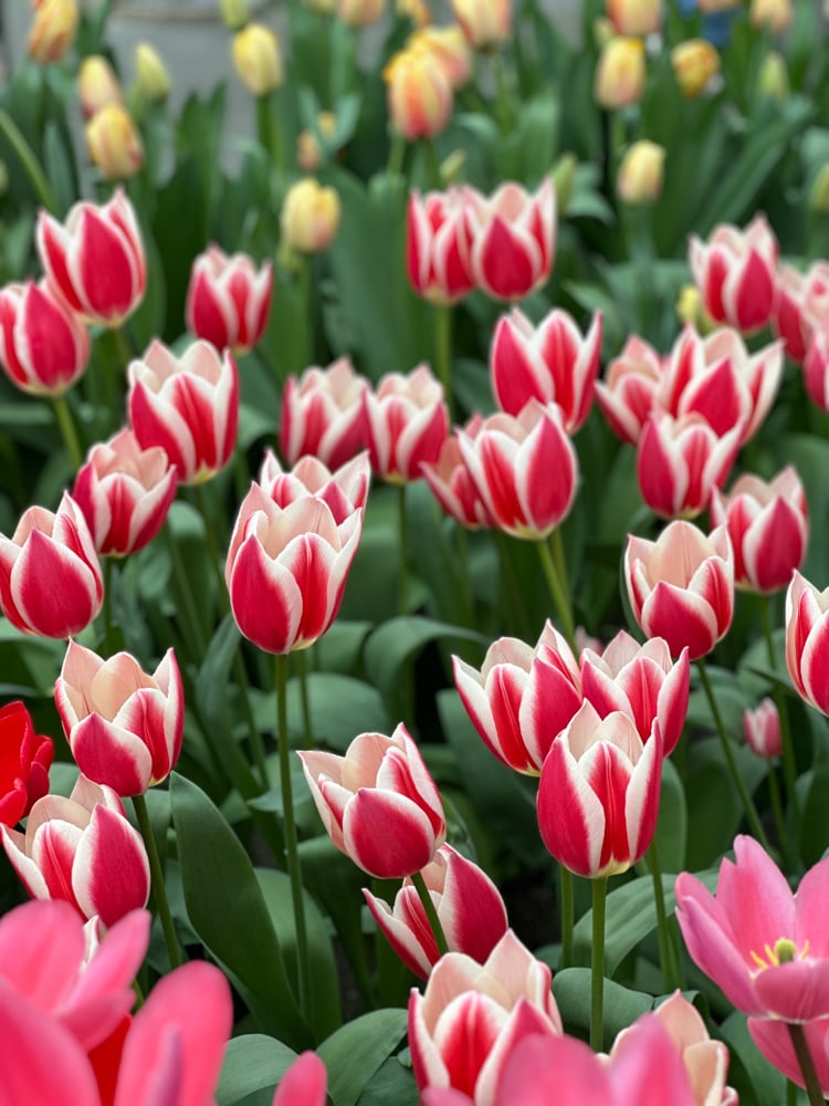 Unusual tulip varieties in the Willem-Alexander Pavilion at Keukenhof